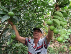 'Độc đáo' mô hình trồng chanh giấy trứng ngỗng thu tiền tỷ