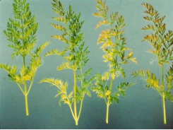 Other carrot leaf diseases