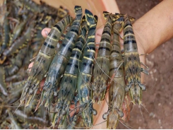 Minh Phu to help 20,000 shrimp farms reach Monterey Bay ‘Best Choice’ rating