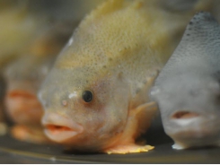 Lumpfish threatened by salmon sector