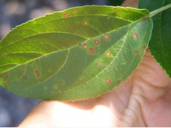 Know your leaf blight pathogens