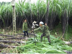 Hòa Bình’s safe farm produce promoted in Hà Nội