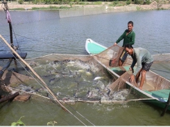 Dong Thap catfish farms near annual target