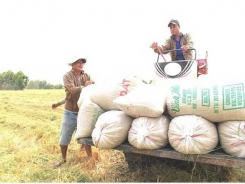 VFA encourages local food traders to participate in Philippine rice tender of 500,000 tons