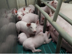 Lactating-gestating sows need high feeding levels