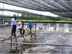 Cà Mau takes steps to improve super-intensive shrimp farms