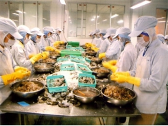 Shrimp farming in mixed ponds prevents diseases in Vietnam