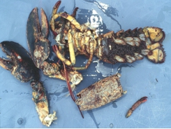 Lobster shell disease moving towards Maine