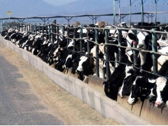 How nutrition influences dairy cow health, immunity