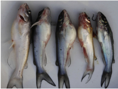 Channel Catfish Virus Disease (CCVD)