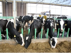 How to optimise dairy replacement?