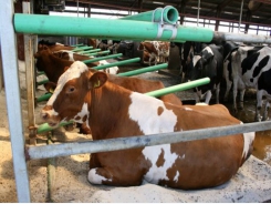 Understanding cattle breeding better