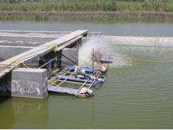 Aquaculture in action: in-pond innovation doubles tilapia production in Egyptian trials