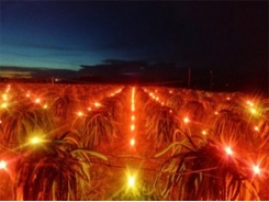 Nông dân Bình Thuận sử dụng công nghệ mới ánh sáng đỏ kích thích thanh long ra hoa trái vụ