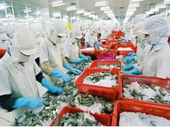 HCM City expects 25 thousand tons of shrimps under global standards by 2020