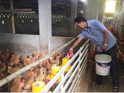 Hoa Binh develops cooperatives in association with agricultural value chains