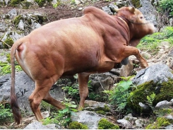Hiệu quả thụ thai tinh đông viên bò H’Mông sau khi bảo tồn 6 tháng
