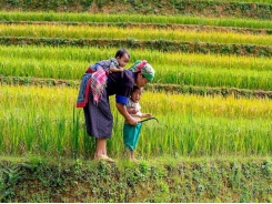 Asia rice: Indian rates up on firmer rupee; Thai harvest to shore up stocks
