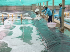 Bến Tre aims to increase aquaculture area to 50,000ha