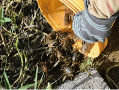 Hà Tĩnh: Develop the commercial mud crab farming system in Xuân Liên, Nghi Xuân