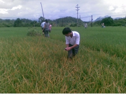 Phòng trừ một số bệnh vi khuẩn hại lúa