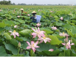 Dong Thap rice farmers switch to other crops, incomes rise