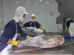 Tuna exports to several markets rocket
