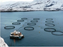 Russia’s aquaculture industry brimming with potential