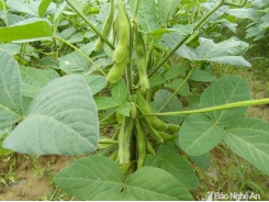 Thanh Chương trồng đậu tương rau xuất khẩu sang Nhật