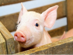 How to start the piglet off well – tune in to our live webinar