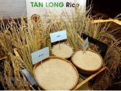 Vietnam Rice Festival 2018 to take place in Long An in December