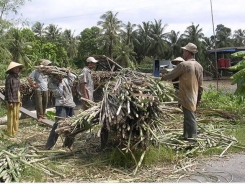 Sugarcane farmers suffer loss of $643 per hectare