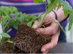 How to pot on tomato seedlings