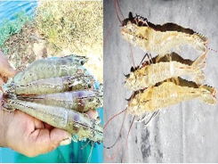 India detects new disease in farmed shrimp