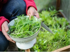 How to grow winter salad