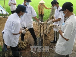 An Giang ensures quality of cattle, poultry products