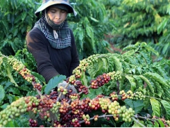 Vietnam’s coffee exports jump to record high of 1.8 million tonnes