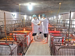 Livestock sector aims to enhance quality, safety