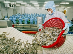 Shrimp exports at risk from antibiotic residues