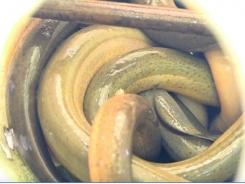 Lão nông nuôi nghìn con lươn trong can nhựa, thu lãi cao