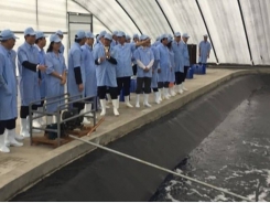 First breeding shrimp farm in Vietnam meets OIE standards