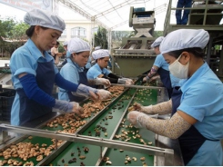 Việt Nam needs to restructure cashew production