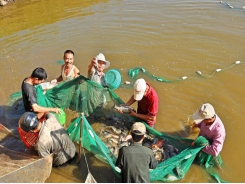 Difficulties challenge aquaculture development in the north