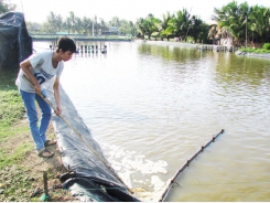 Thận trọng khi nuôi tôm trong mùa mưa