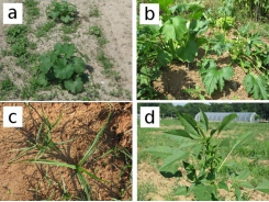 Making Cucurbitaceae weed-control easier