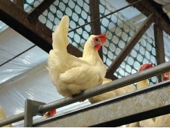 Economic challenges of converting to cage-free eggs