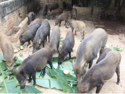 Cả làng thả nuôi lợn rừng Thái Lan, hàng năm mỗi hộ thu hàng trăm triệu đồng