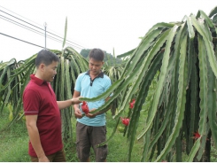 Official introduces dragon fruit to Dong Bac commune