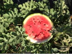 Getting watermelons ready for the market