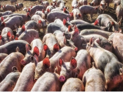 Be on the lookout for heat stress in herds, flocks